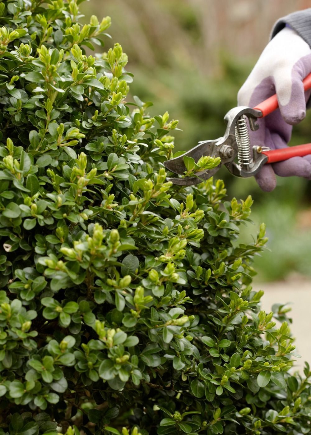 pruning-boxwood-evergreen-tree-2c2511b61ec26b407bdb0a5508590519eba6ec42-db040dd5eb8f42e2b6517d75b51299a9